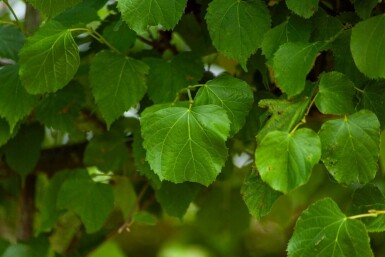 Tilia cordata 'Greenspire' Spalierbaum