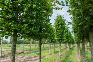 Tilia cordata 'Greenspire' Spalierbaum