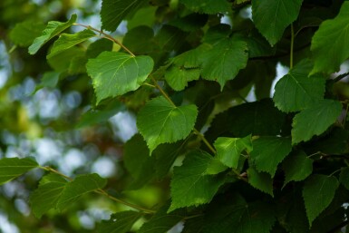 Tilia cordata 'Greenspire' Spalierbaum