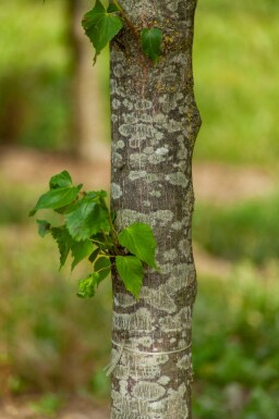Tilia cordata 'Greenspire' Spalierbaum