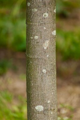 Tilia cordata 'Greenspire' Spalierbaum