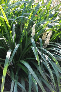 Weiße Glöckchentraube Liriope muscari 'Monroe White' Topf Liriope muscari 'Monroe White'