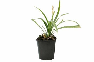 Weiße Glöckchentraube Liriope muscari 'Monroe White' Topf Liriope muscari 'Monroe White'
