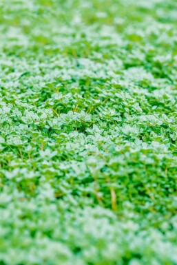 Kein Bild verfügbar