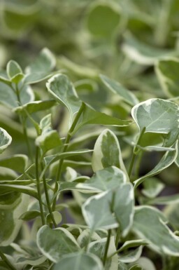 Kein Bild verfügbar