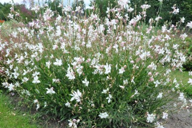 Gaura lindheimeri 'Whirling Butterflies'