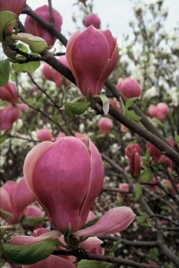 Tulpen-Magnolie Magnolia soulangeana 'Lennei' Topf Magnolia soulangeana 'Lennei' Strauch