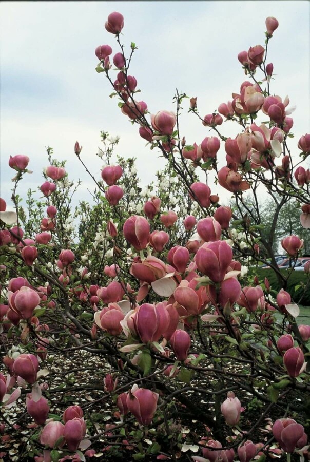 Tulpen-Magnolie Magnolia soulangeana 'Lennei' Topf Magnolia soulangeana 'Lennei' Strauch