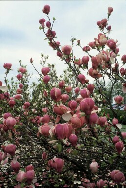 Tulpen-Magnolie Magnolia soulangeana 'Lennei' Topf Magnolia soulangeana 'Lennei' Strauch
