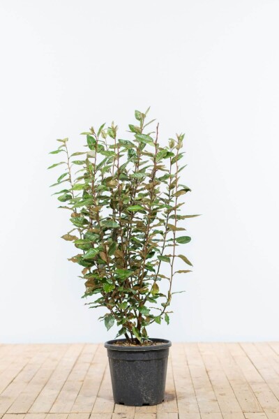 Ölweide Elaeagnus Ebbingei 80-100 cm