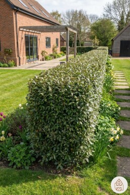 Ölweide Elaeagnus Ebbingei 80-100 cm