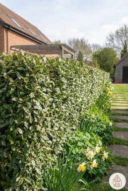 Ölweide Elaeagnus Ebbingei 125-150 cm