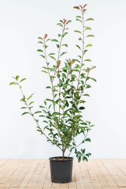 Glanzmispel Photinia Fraseri Red Robin 100-125 cm