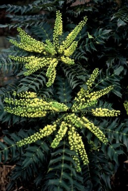 Mahonie 'Winter Sun' Mahonia media 'Winter Sun' strauch 30-40 C3,5 Mahonia media 'Winter Sun' Strauch 30-40 cm