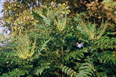 Mahonie 'Winter Sun' Mahonia media 'Winter Sun' strauch 30-40 C3,5 Mahonia media 'Winter Sun' Strauch 30-40 cm