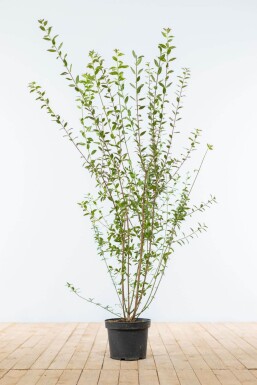 Ligustrum Vulgare Atrovirens Schwarzgrüner Liguster 100-125 cm