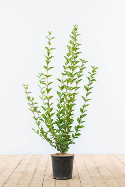 Ligustrum Ovalifolium Ovalblättriger Liguster 60-80 cm