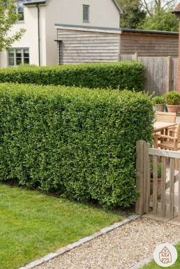 Ligustrum Ovalifolium Ovalblättriger Liguster 80-100 cm