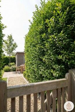 Ligustrum Ovalifolium Ovalblättriger Liguster 150-175 cm