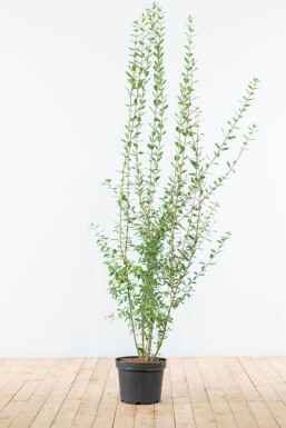 Ligustrum Vulgare Atrovirens Schwarzgrüner Liguster 125-150 cm