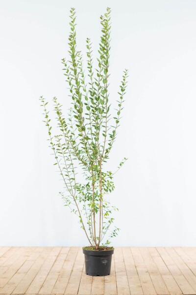 Ligustrum Vulgare Atrovirens Schwarzgrüner Liguster 150-175 cm