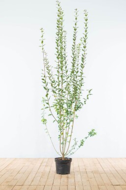 Ligustrum Vulgare Atrovirens Schwarzgrüner Liguster 175-200 cm