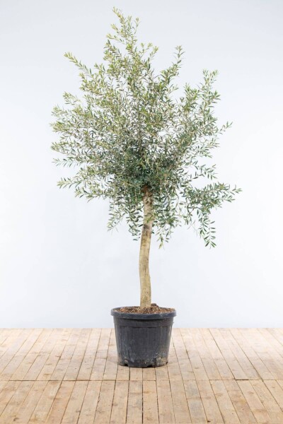 Olivenbaum / Olea Europaea auf Stamm 150-175 cm