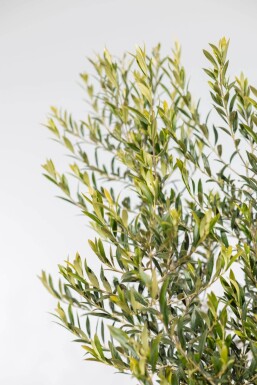 Olivenbaum / Olea Europaea auf Stamm 175-200 cm