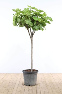 Feigenbaum / Ficus Carica auf Stamm 150-175 cm