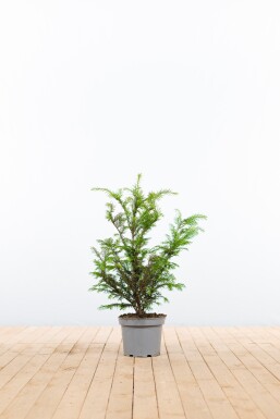 Eiben / Taxus Baccata Topf