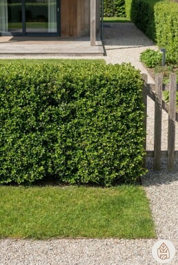 Japanische Stechpalme / Ilex Crenata Convexa 60-80 cm - Topf
