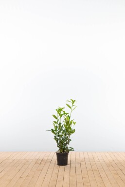 Kirschlorbeer / Prunus Laurocerasus Caucasica 60-80 cm - Topf