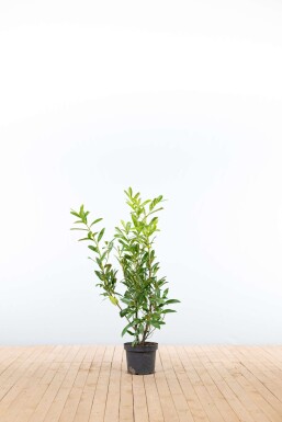 Kirschlorbeer / Prunus Laurocerasus Caucasica 80-100 cm - Topf