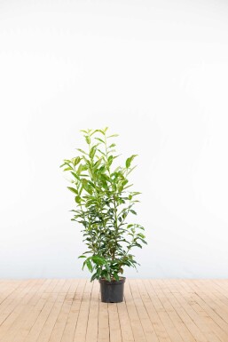 Kirschlorbeer / Prunus Laurocerasus Genolia 100-125 cm - Topf