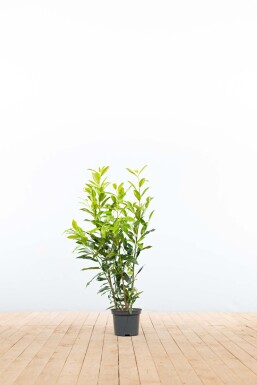 Kirschlorbeer / Prunus Laurocerasus Herbergii 60-80 cm - Topf