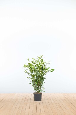 Kirschlorbeer / Prunus Laurocerasus Herbergii 80-100 cm - Topf