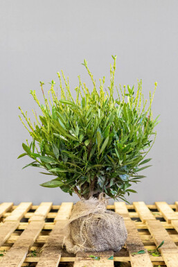 Kirschlorbeer / Prunus Laurocerasus Otto Luyken 30-40 cm - Topf