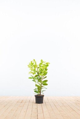 Kirschlorbeer / Prunus Laurocerasus Rotundifolia 60-80 cm - Topf