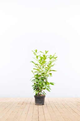 Kirschlorbeer / Prunus Laurocerasus Rotundifolia 80-100 cm - Topf