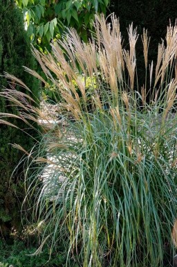 Zwerg-Chinaschilf Miscanthus sinensis 'Yakushima Dwarf' Topf Miscanthus sinensis 'Yakushima Dwarf'