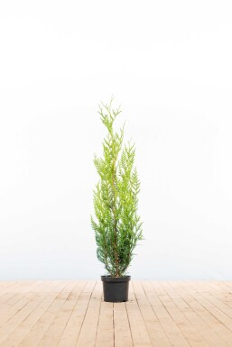 Lebensbaum / Thuja Plicata Atrovirens 100-125 cm - Topf