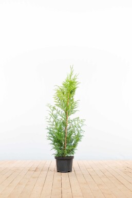 Lebensbaum / Thuja Plicata Excelsa 100-125 cm - Topf