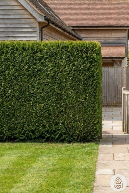 Lebensbaum / Thuja Plicata Excelsa 175-200 cm - Topf