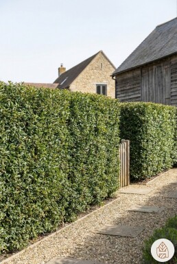 Duftblüte / Osmanthus Burkwoodii 30-40 cm - Topf