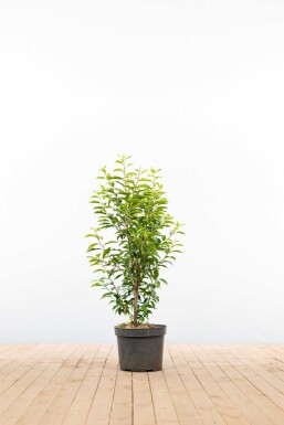 Portugiesischer Kirschlorbeer / Prunus Lusitanica Angustifolia 80-100 cm - Topf