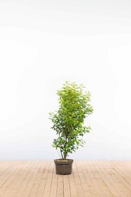 Portugiesischer Kirschlorbeer / Prunus Lusitanica Angustifolia 100-125 cm - Topf