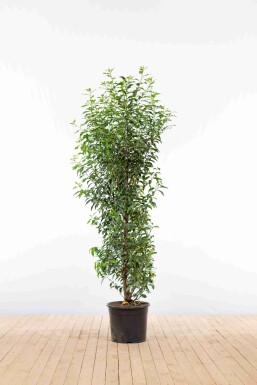 Portugiesischer Kirschlorbeer / Prunus Lusitanica Angustifolia 150-175cm Topf Topf