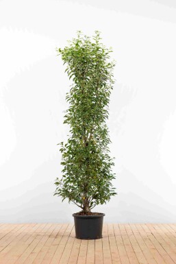 Portugiesischer Kirschlorbeer / Prunus Lusitanica Angustifolia 175-200cm Topf Topf