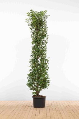 Portugiesischer Kirschlorbeer / Prunus Lusitanica Angustifolia 200-225 cm - Topf