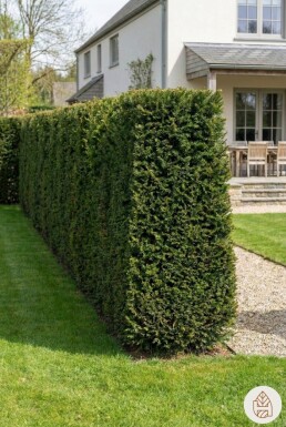 Eiben / Taxus Baccata 60-80 cm - Topf